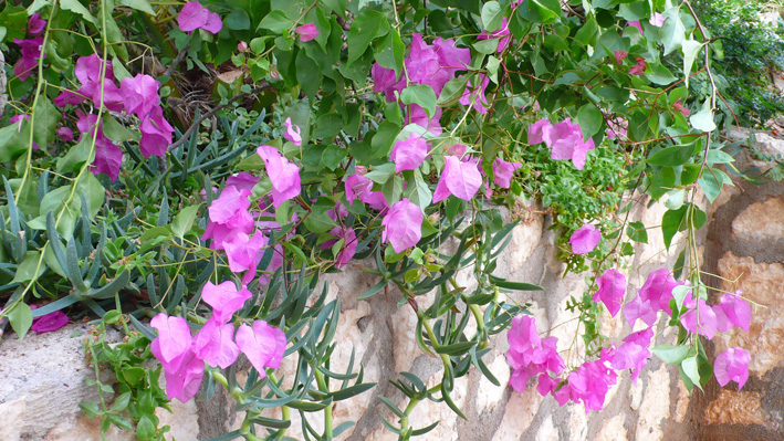 Pink bougainvillea