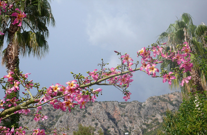 Tropical flowers in Kas Turkey