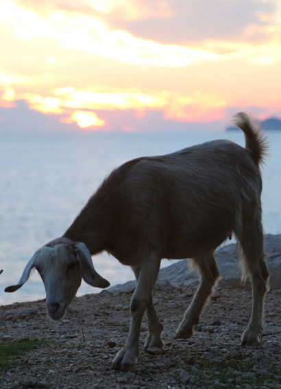 Sunset view with goat at Kaputas