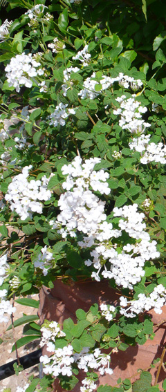 White flowering creeper in terracotta pot on private terrace of villa rental