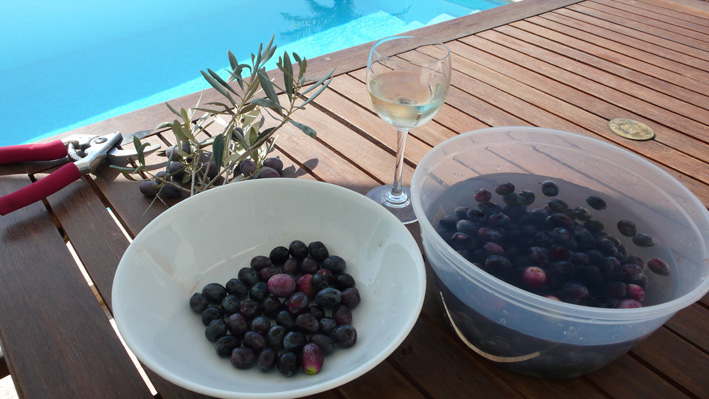 Olives picked from trees in private garden of Kalkan villa rental