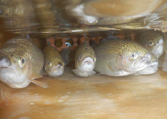 Trout fish swimming in bar channel at Yakapark Turkey
