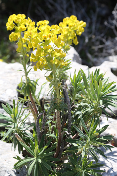 Yellow wildflowers, many are found along the Lycian Way